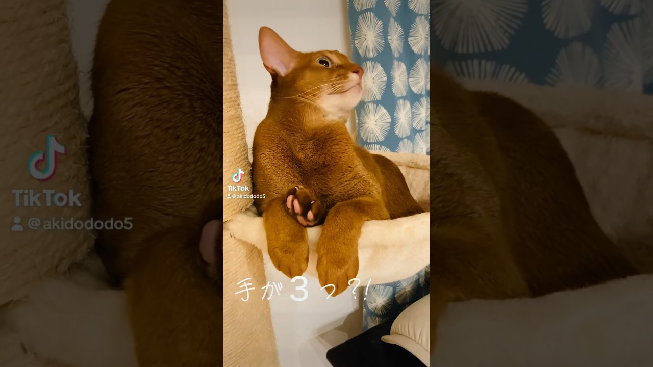 手が３つ( ﾟдﾟ)ﾊｯ!#猫#こころ#アビシニアン#レッド＃手＃hands#sunny#cat#abyssinian#red