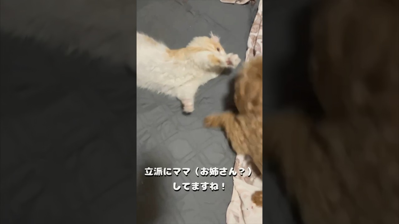 【キンカロー】暑いけどじゃれあいは止めませんよ！【マンチカール】