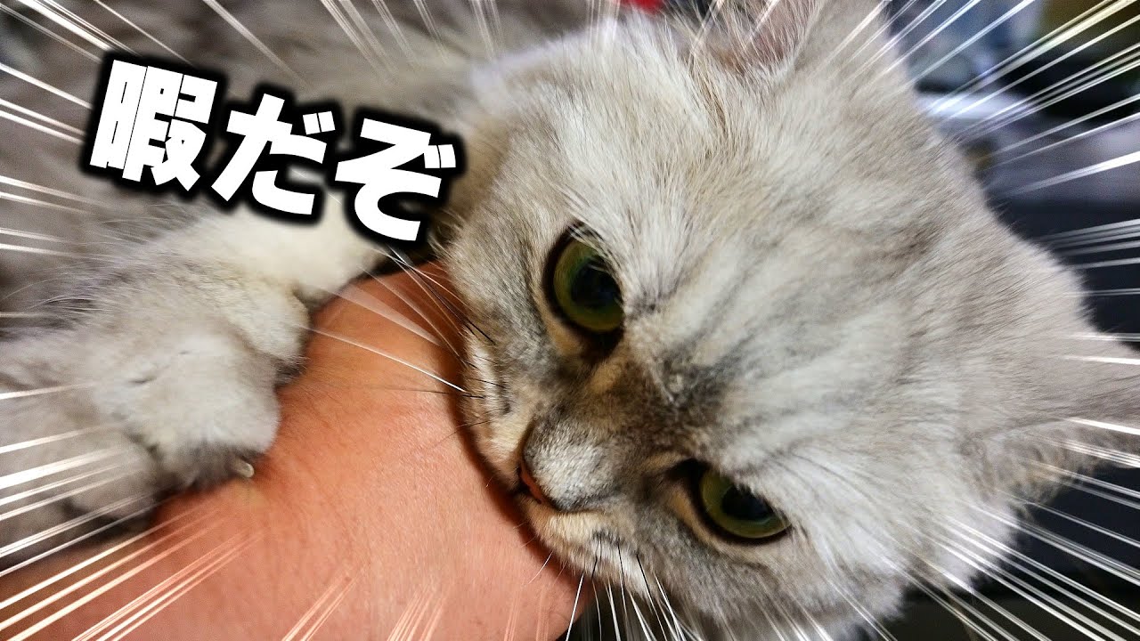 甘えたいのか怒ってるのか分からない猫【マンチカン】
