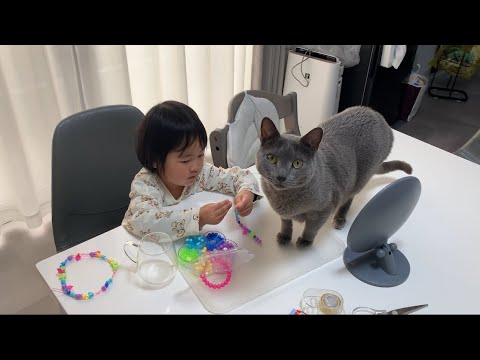 作業中の娘にちょっかいをかけるぺぺ(ロシアンブルー)