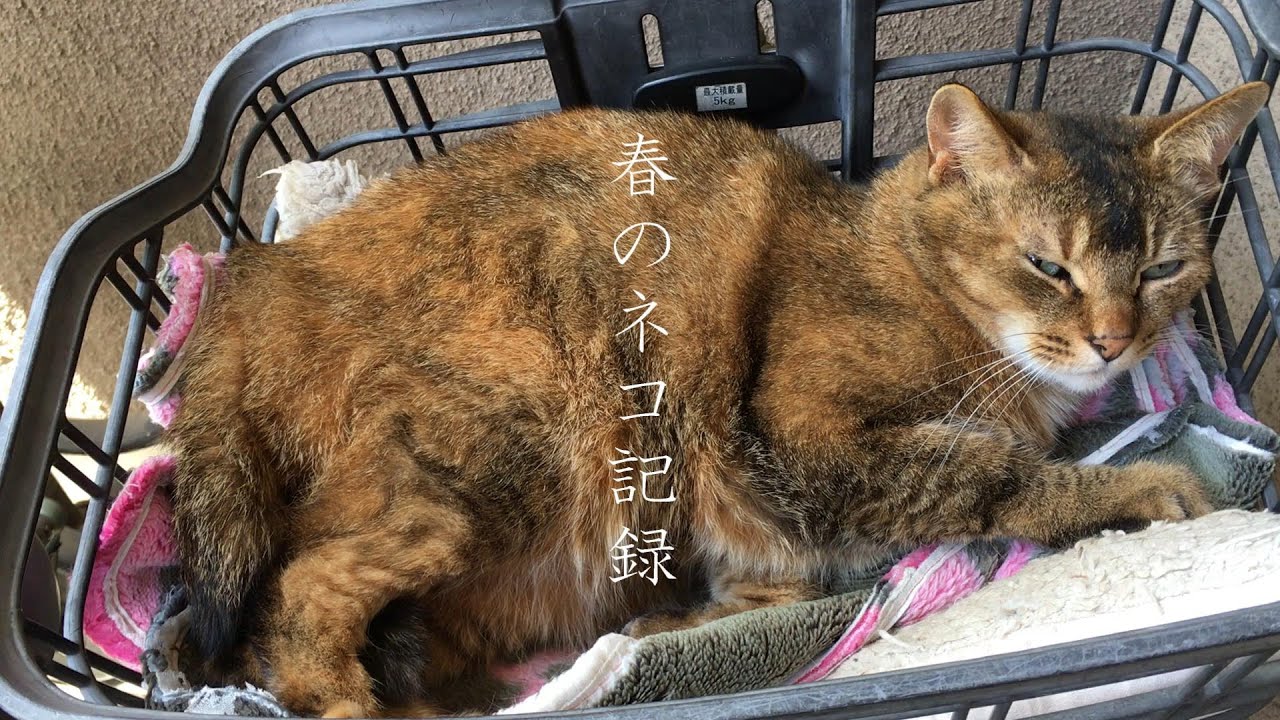 春のネコ記録 2024 Spring Japanese Cat Vlog