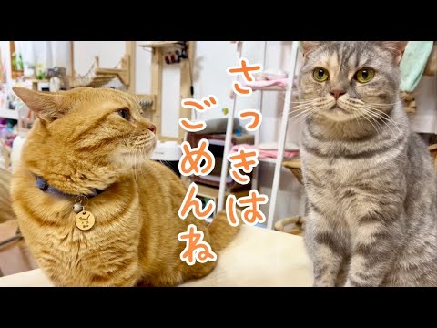 勘違いで娘を怒ってしまった父がひたすら謝るも娘は一切目を合わせず... #猫 #マンチカン