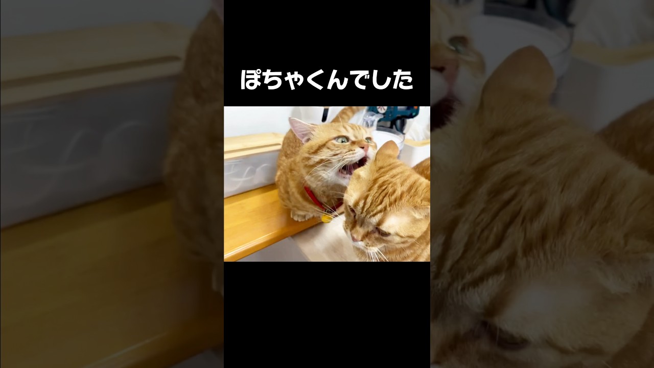 耳噛みフェチの猫 #マンチカン #shorts