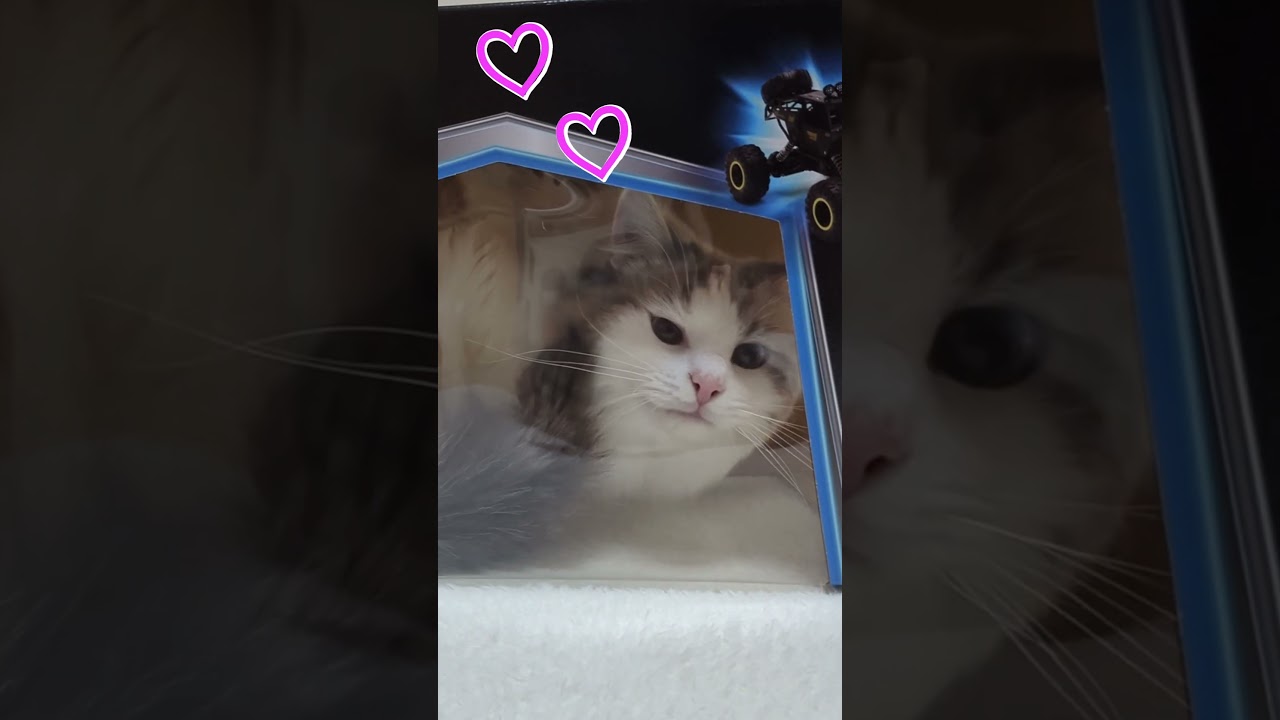 ラジコンの箱に入っちゃう猫 #ragdoll #cat #ねこ #ラグドール #ブルーポイントバイカラー