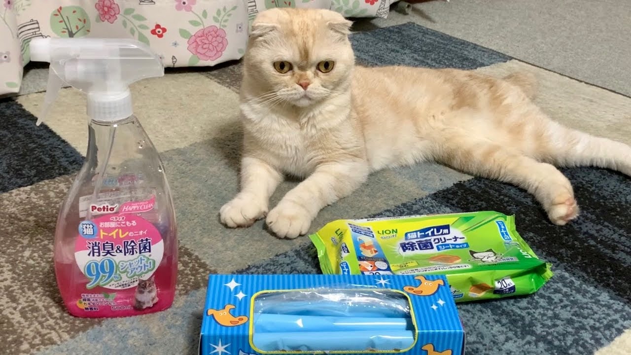 トイレ掃除が快適になるグッズ紹介（スコティッシュフォールド）
