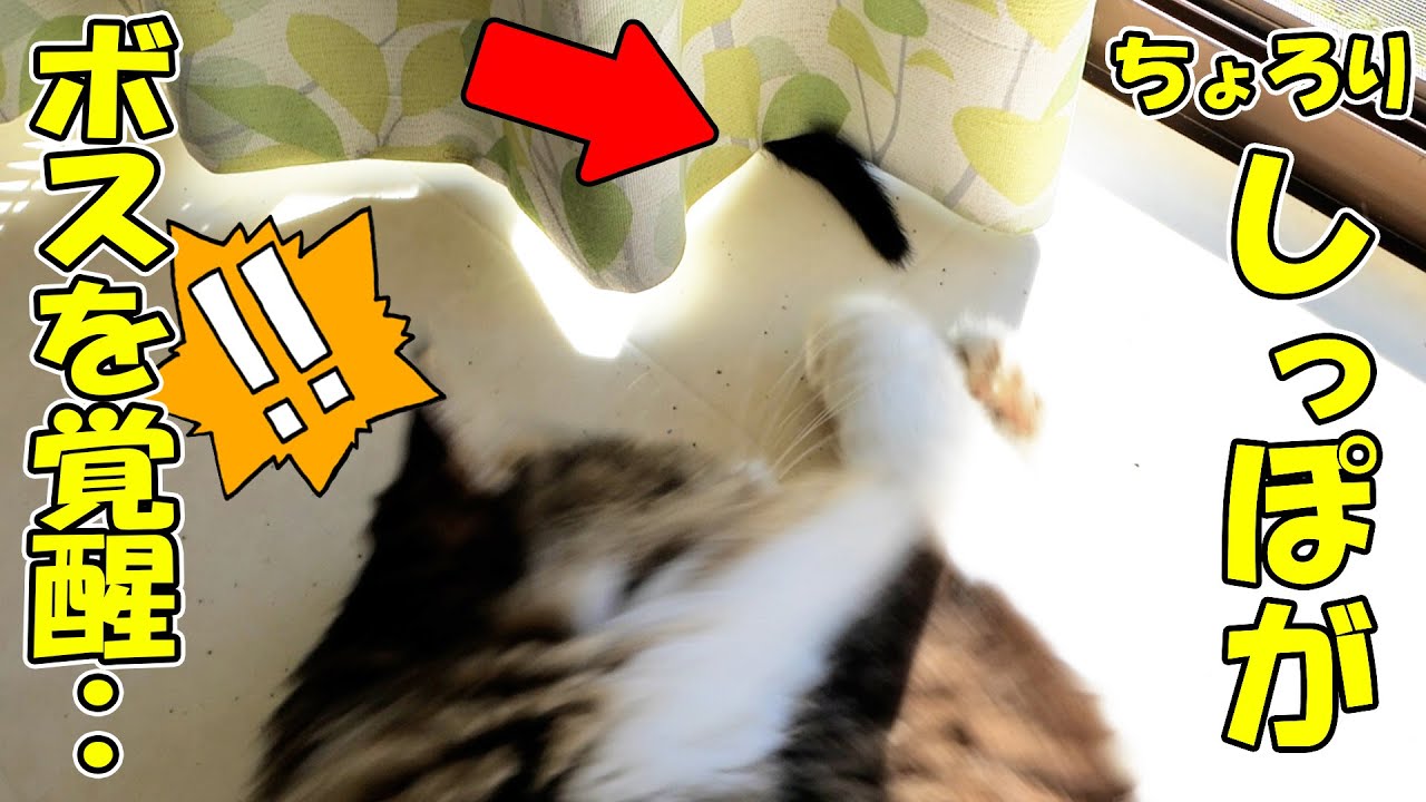 たとえ子猫でも‥わが家でカーテンからちょろりとしっぽを出すとこうなる💥🐈【仲良し子猫姉妹の成長記録】