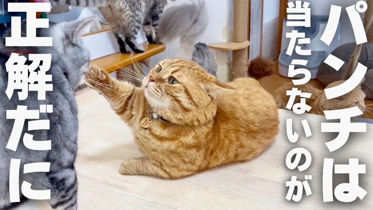 マンチカンのパンチは当たらないのが正解です #猫 #マンチカン