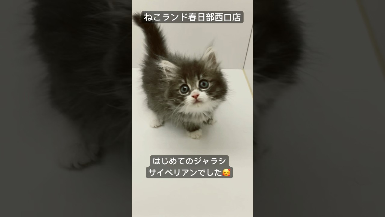 【子猫販売】#サイベリアン #子猫 #猫アレルギー #ねこランド