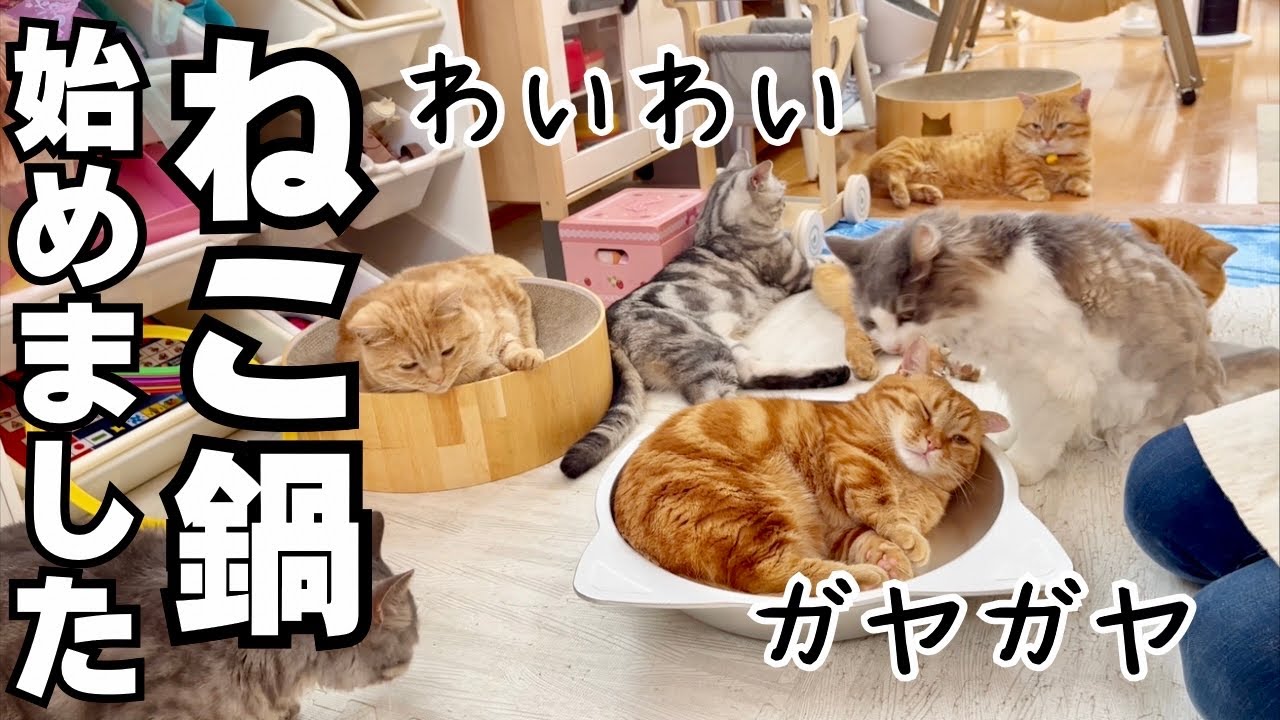 ねこ鍋の季節になりました。 #猫 #マンチカン