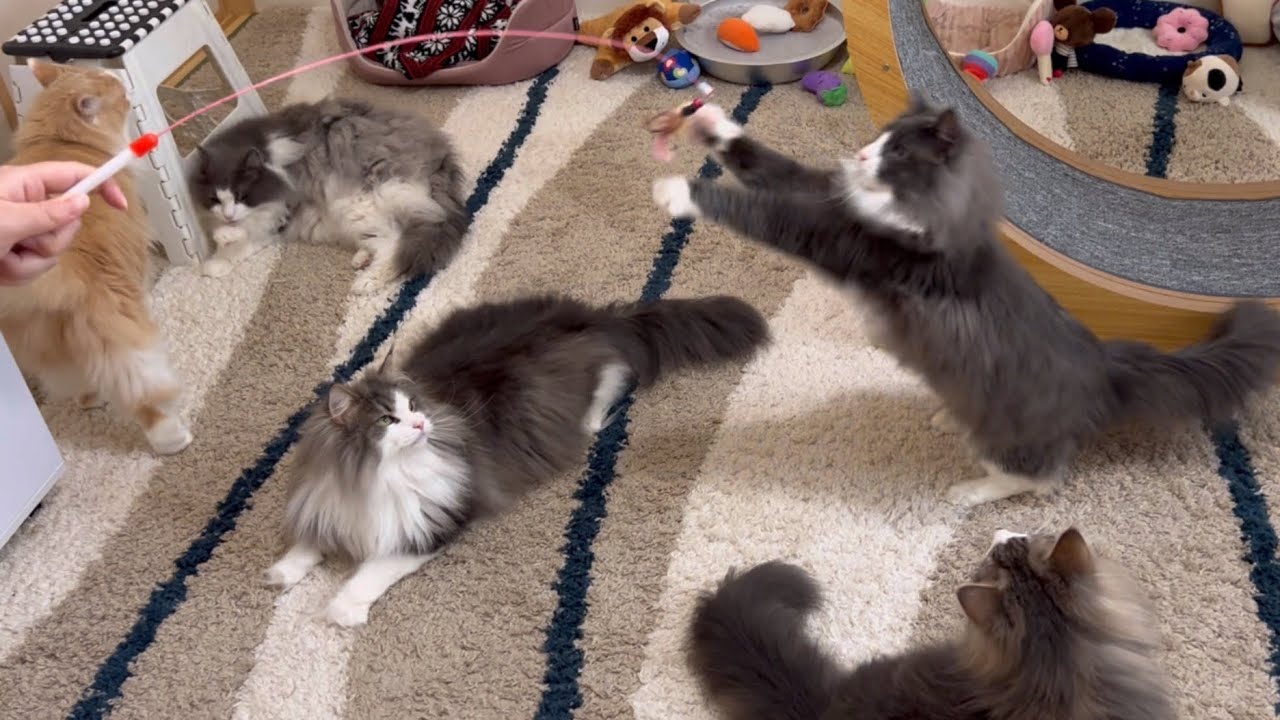 【特訓】新しいおもちゃで遊んで！！特訓！！ターキッシュアンゴラとノルウェージャンフォレストキャット♡