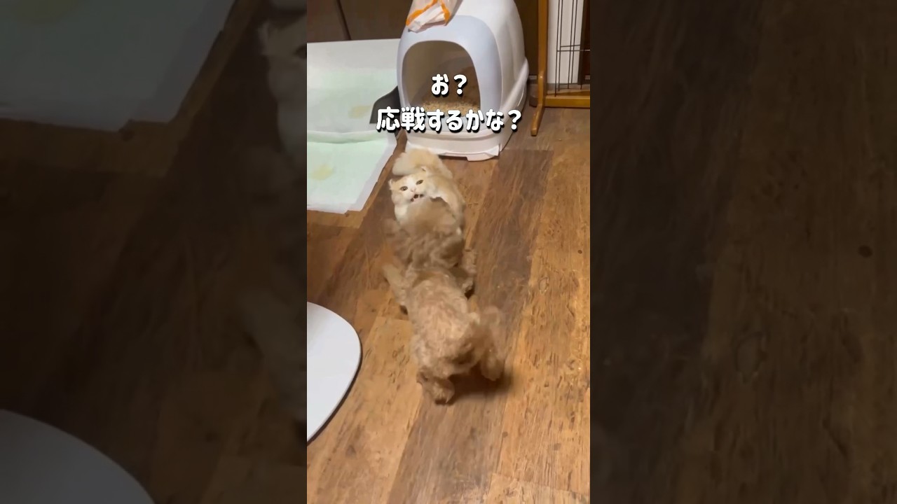 【キンカロー】トイプードルとキンカローが仲良しすぎる件【マンチカール】