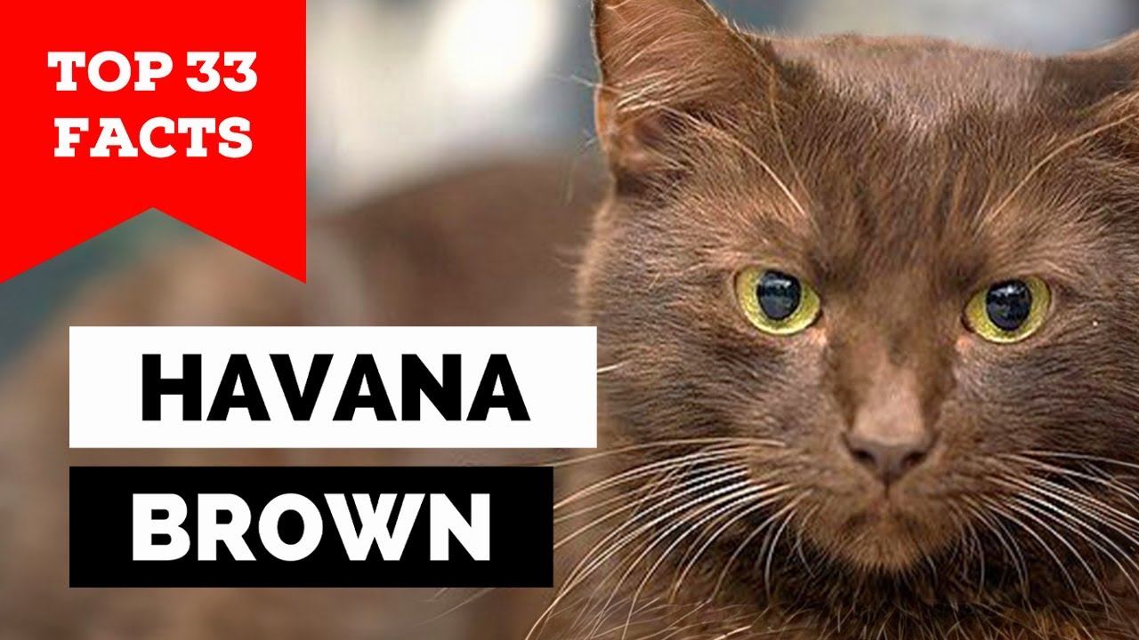 99% of Havana Brown Cat Owners Don't Know This
