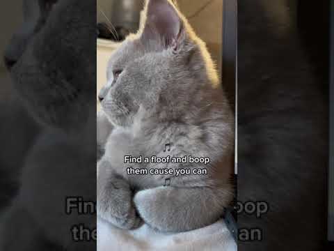TOE BEANS SONG