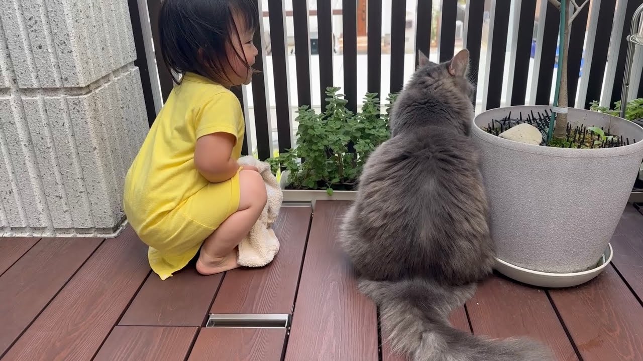 可愛がられヘアクリップをつけられる猫　ラガマフィンA cat that is loved and given a hair clip. Ragamuffin.