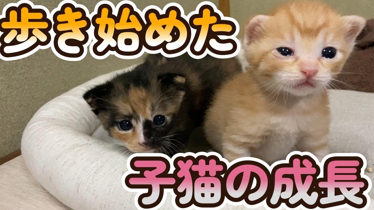 物置に置き去りにされた子猫家族を保護しました（Part５)