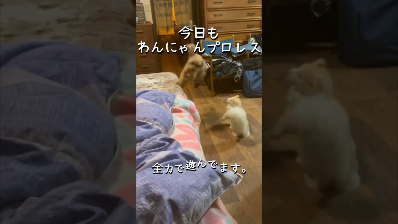 【キンカロー】今日も全力で遊んでます【マンチカール】