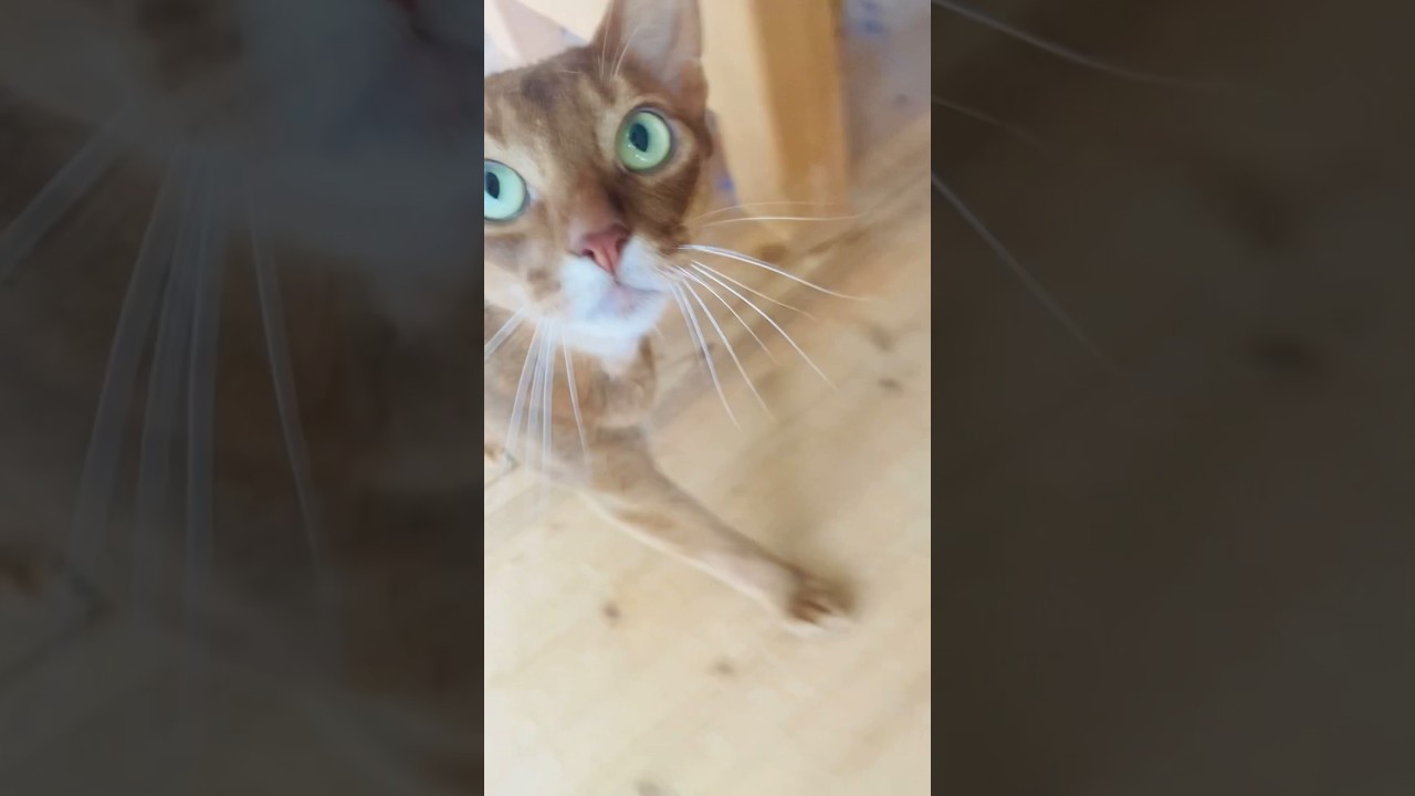 ここちゃんの挑戦！！#猫#そらちゃん#ロシアンブルー#ここちゃん#アビシニアン#レッド#CatPlay#cat#russianblue#abyssinian#red