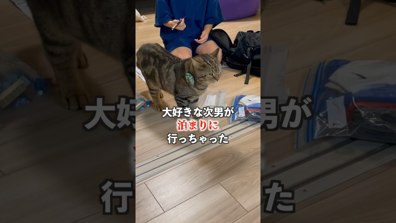 大好きな次男が泊まりに行ってしまった #猫