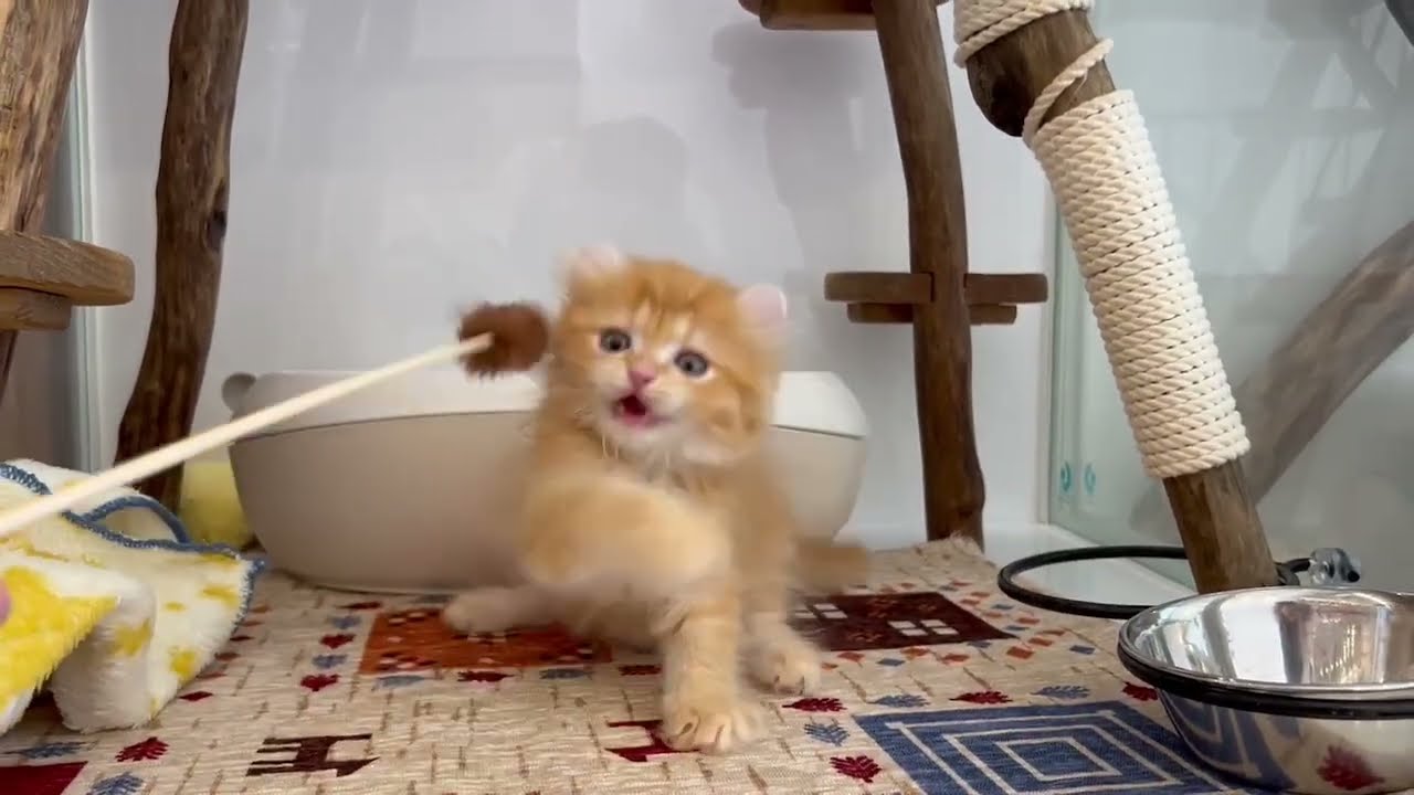 アメリカンカール　オス　2024/4/13生まれ