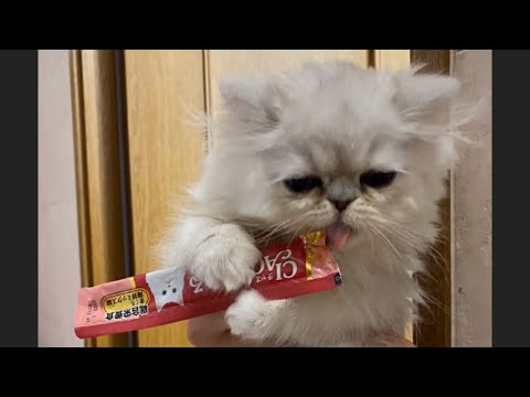 酔っ払い風動画(笑)【ペルシャ猫.Persian.チンチラゴールド.チンチラシルバー】