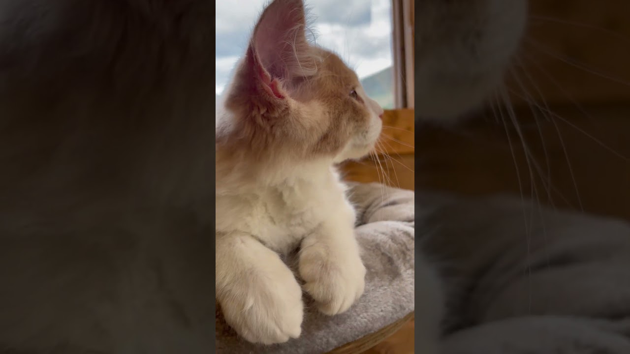 Mike e Mendy: Due Gattini Maine Coon Tranquilli e Vicini - Momenti di Tenerezza | Parte 1 | #shorts