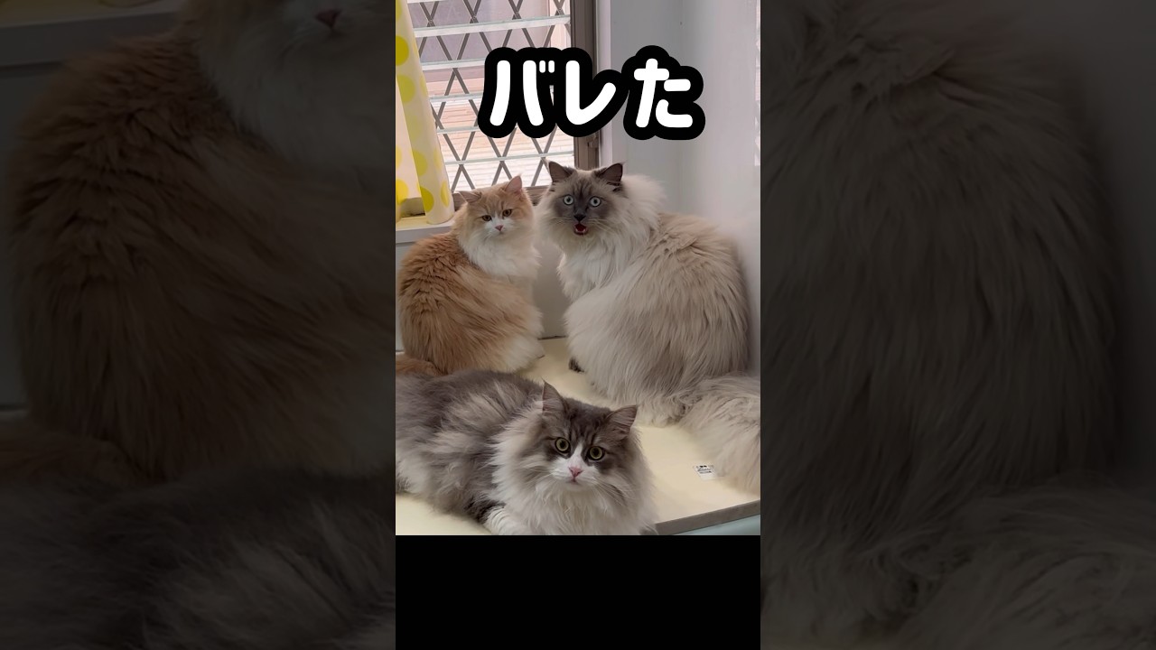 私を差し置いて密会する三つ子のサイベリアン猫　#shorts