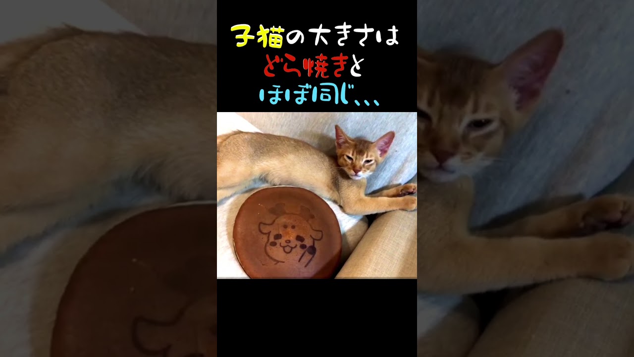 子猫の大きさはどら焼きとほぼ同じ、、、