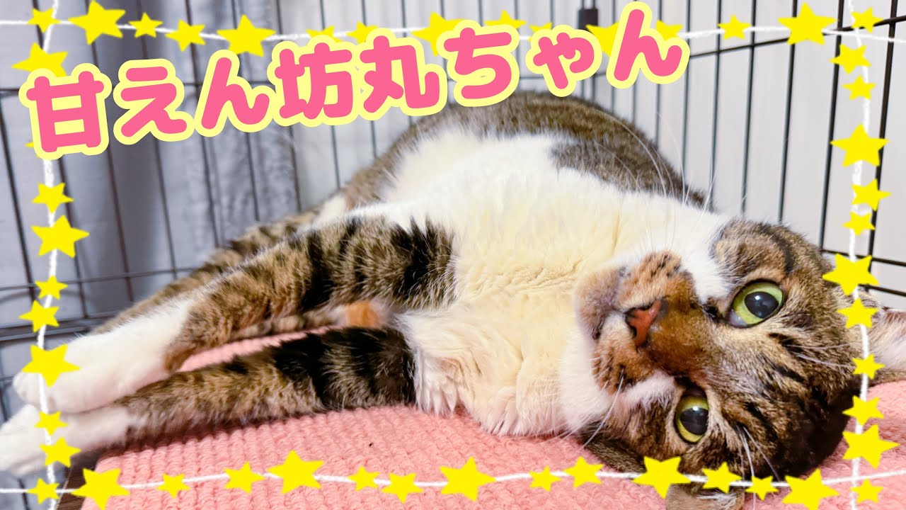 【保護猫】甘えん坊丸ちゃん【シェルター】