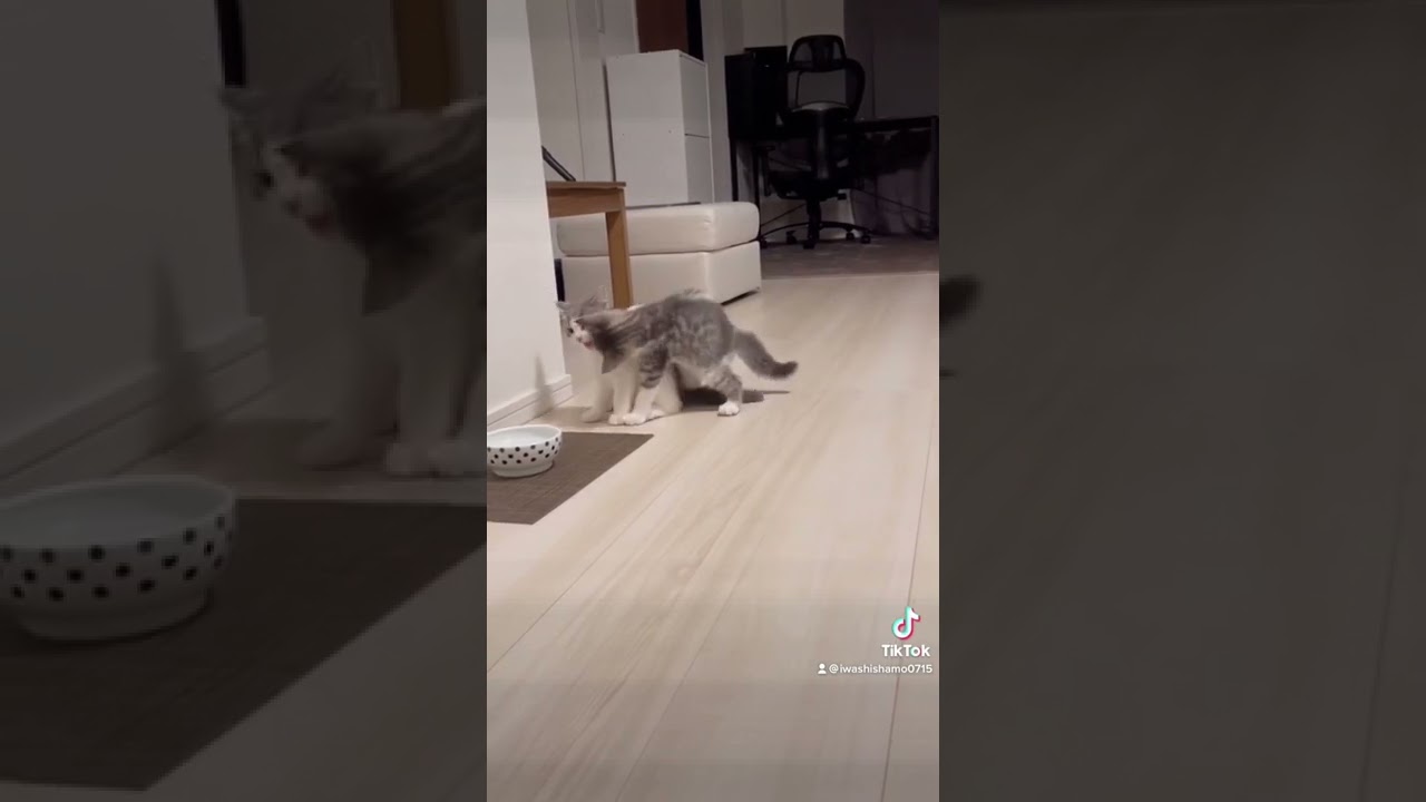 ピカピカの一年生 #shorts  【マンチカン】