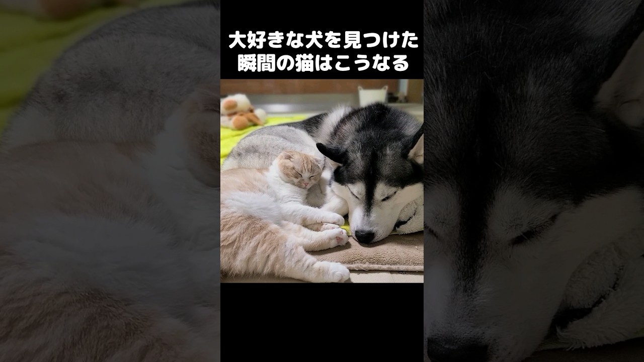 大好きな犬を見つけた瞬間猫はこうなります...#shorts