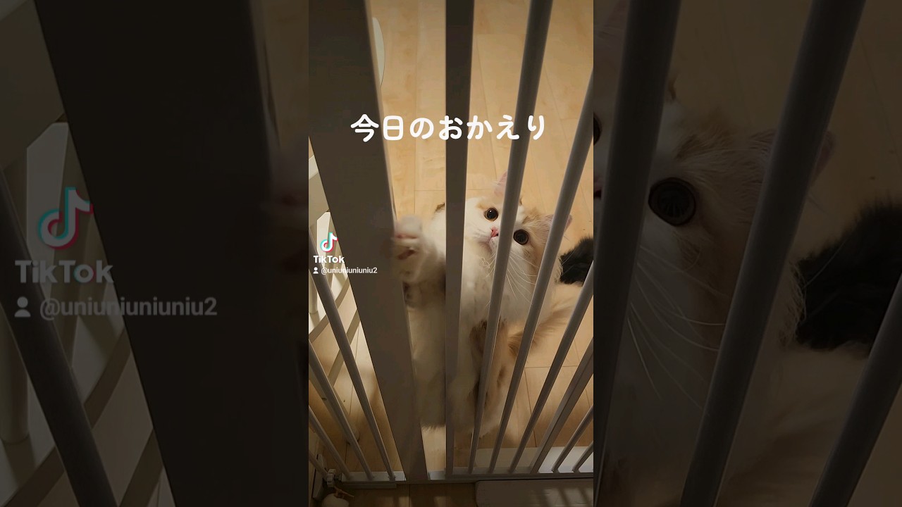 今日のおかえり✨    #猫のいる暮らし #ラガマフィン