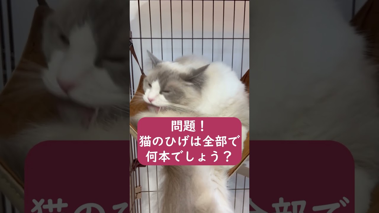 猫のひげは全部で何本？　#ラグドール #猫のいる暮らし