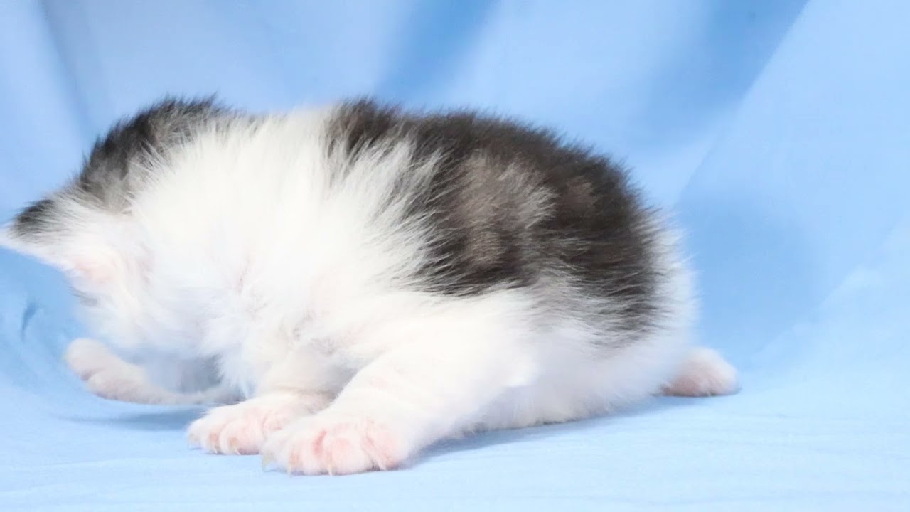 生後17日メインクーン子猫のルナ君