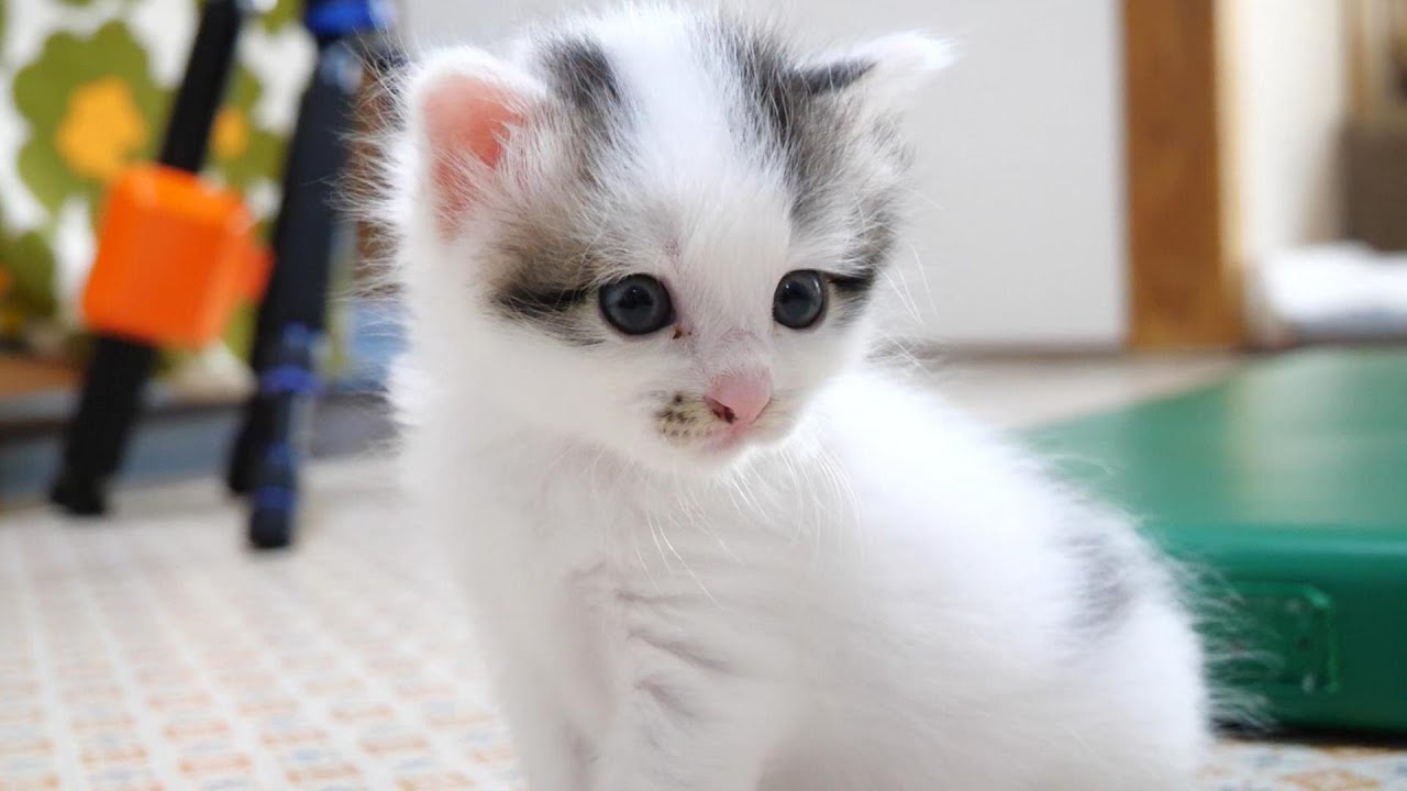 子猫3兄妹、わんぱくライブ【赤ちゃん猫　保護猫】