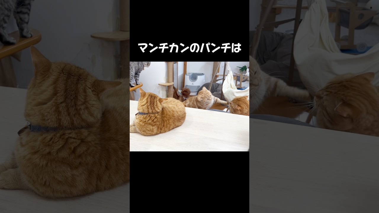 マンチカンのパンチは当たらないのが... #猫 #マンチカン #shorts