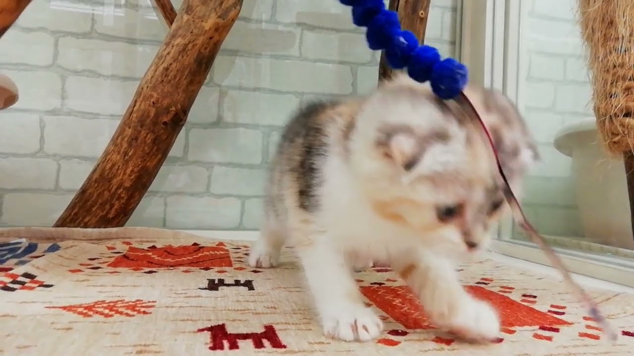 スコティッシュフォールド♀2024.3/31生まれ