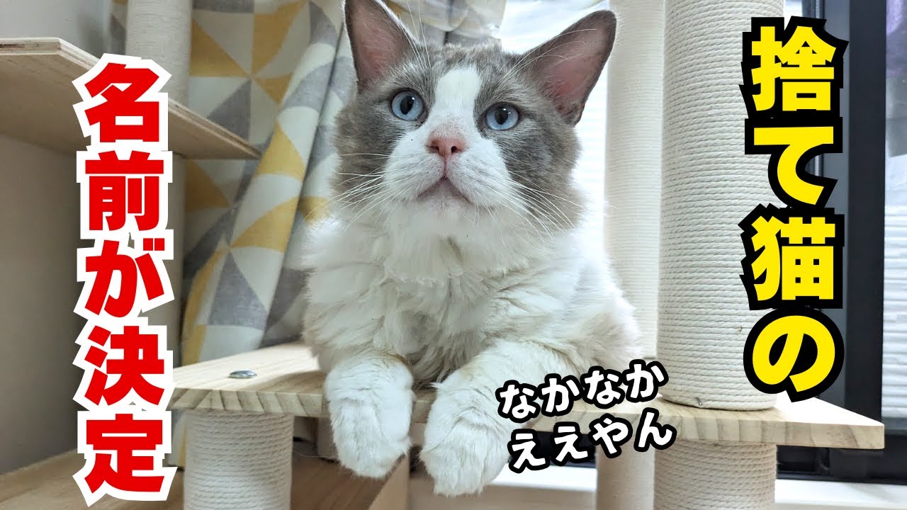 保護したラグドールの名前発表!!＆我が子たち通信