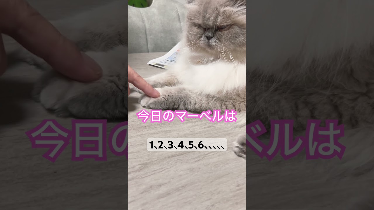 タップチャレンジするヒマラヤンのマーベル🐈part3 #shorts #cat #ねこ #猫のいる暮らし #ヒマラヤン #子猫 #マーベル  #うちのにゃんこ