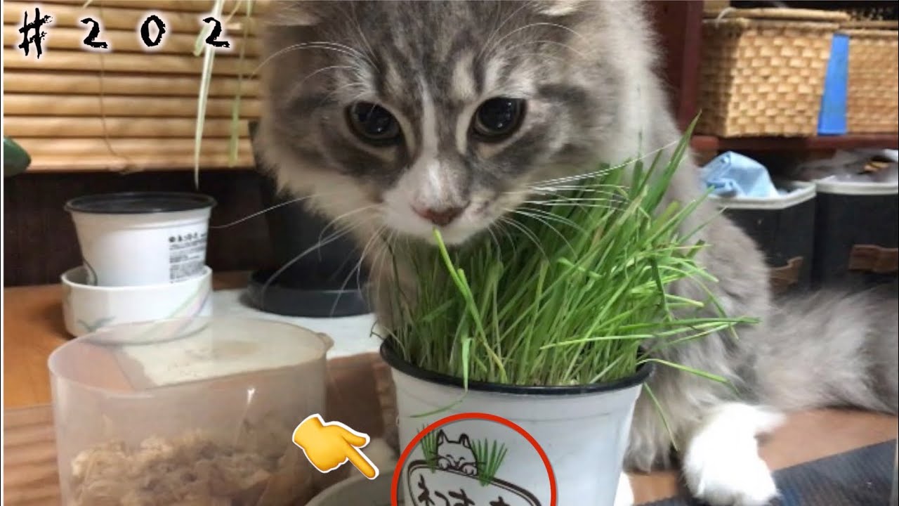 猫草　ネコすっき　　#shorts 　ノルウェージャンフォレストキャット　＃２０２ norwer forest cat