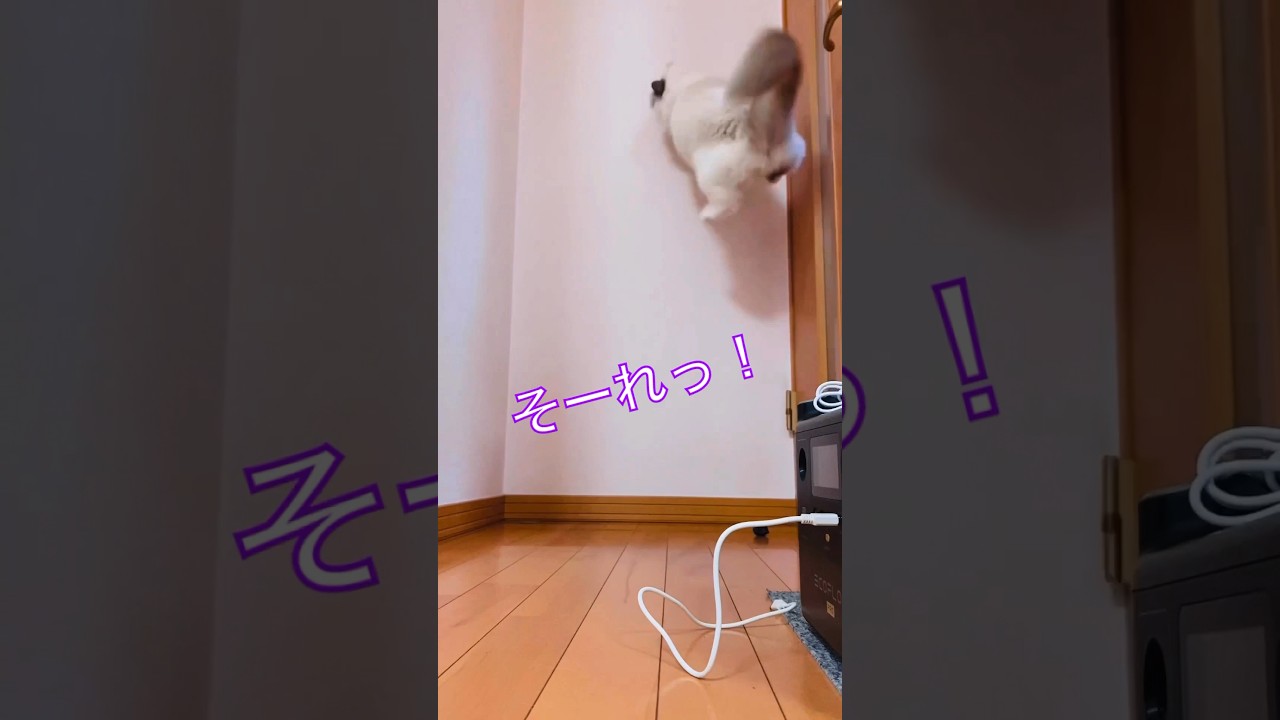 【anela】カッコいいと言うかワイルド〜#猫 #ラグドール #shorts