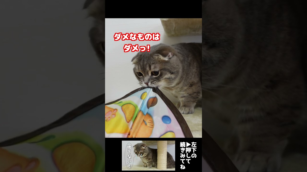 粘る猫　#マンチカン