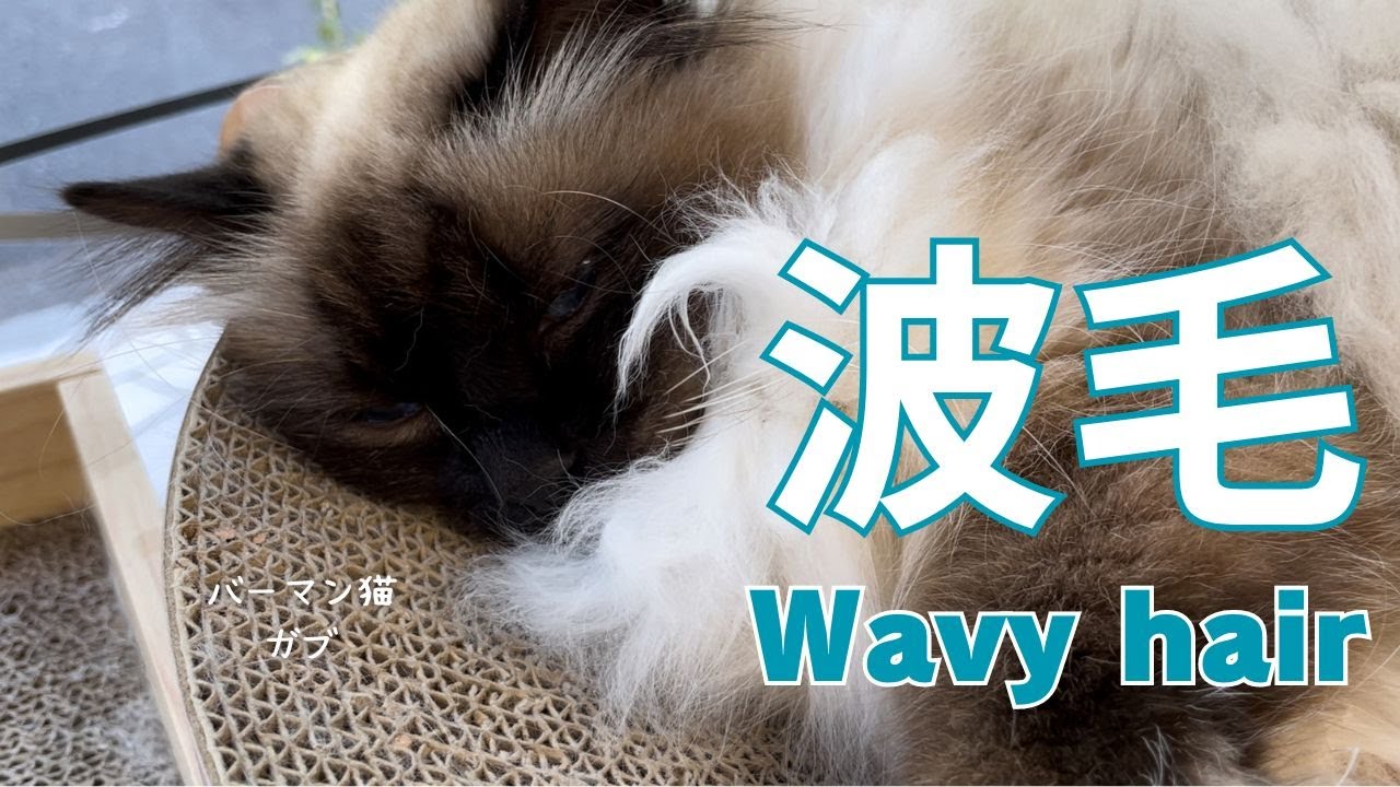 バーマン猫ガブ【波毛】Wavy hair（バーマン猫）Birman/Cat