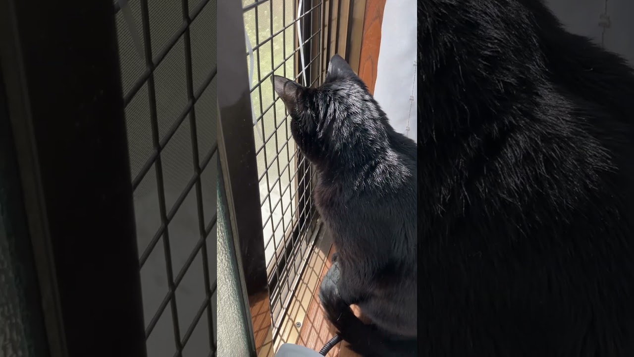 【黒猫】天気のいい日はお外に思いを馳せるクルー#shorts