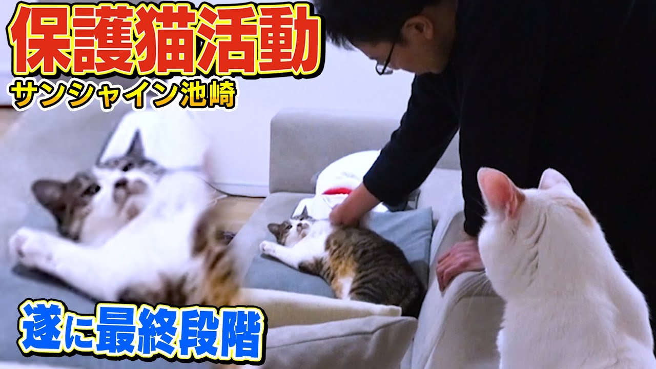 【サンシャイン池崎】保護猫の佐吉が人なれの最終段階に入ろうとしています【ねこおじさん】
