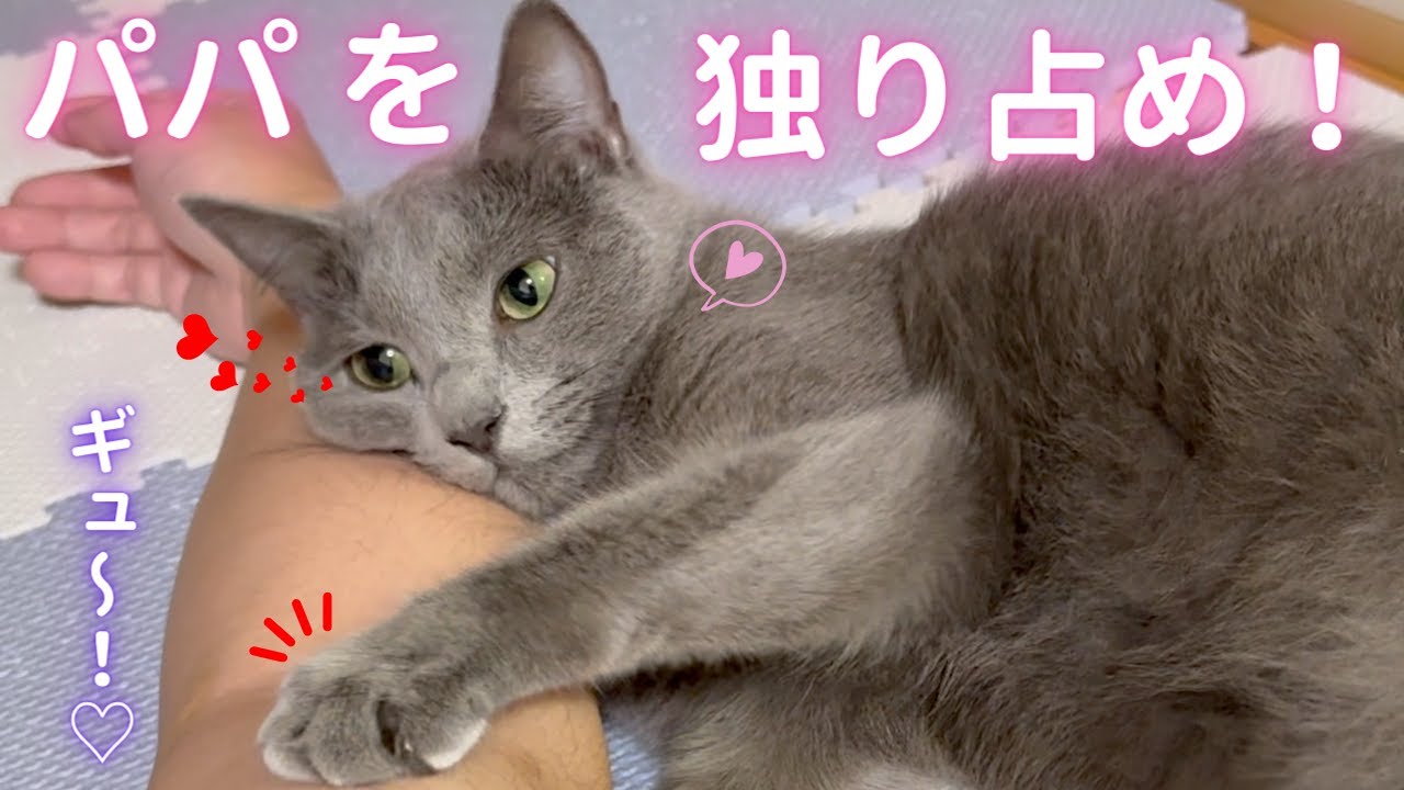 【猫ロシアンブルー】そらちゃんの“パパ独占欲”が爆発した休日〜前編〜