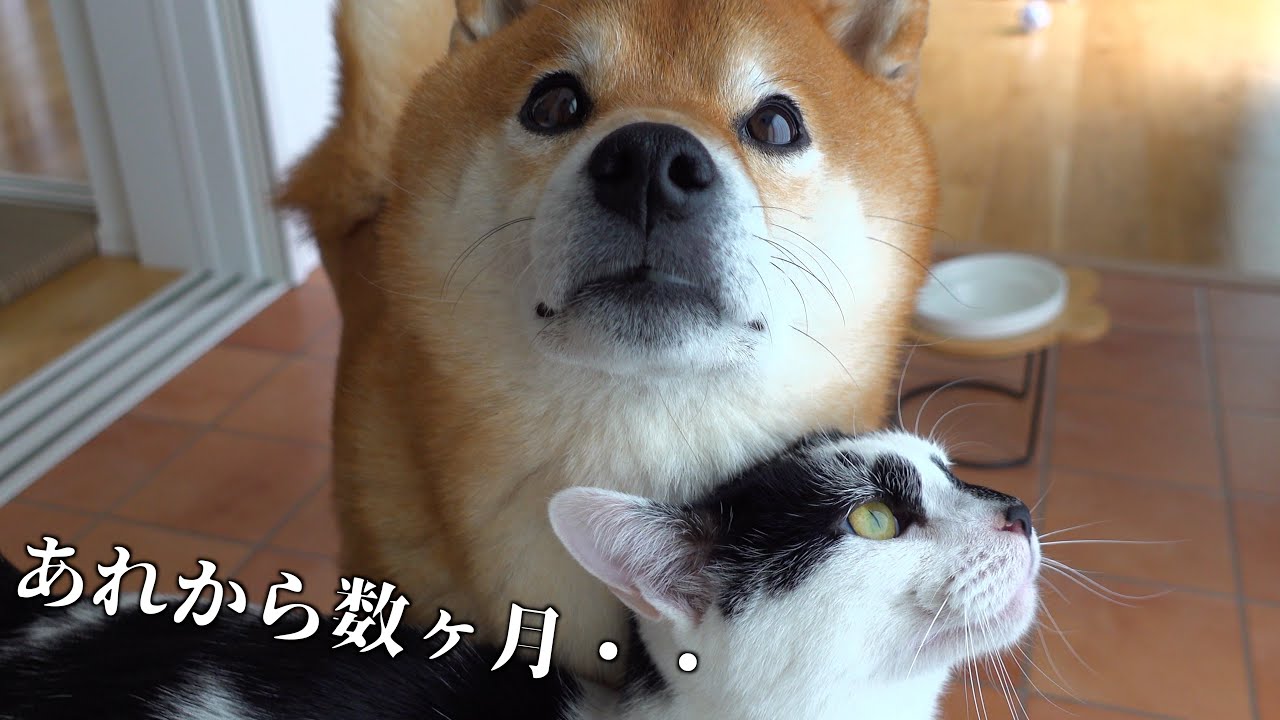 愛され末っ子猫が子猫の保護者に！柴犬との深まる絆に感動しました。。