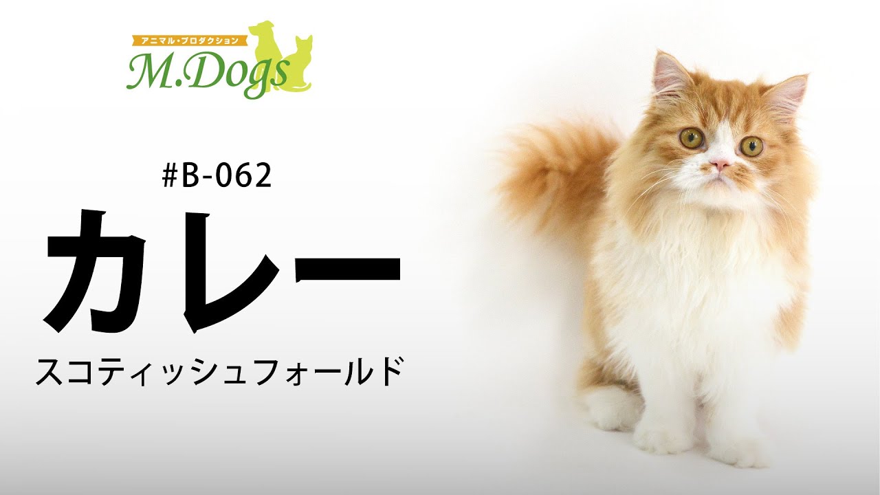ペットモデル #b-062 スコティッシュフォールド「カレー」