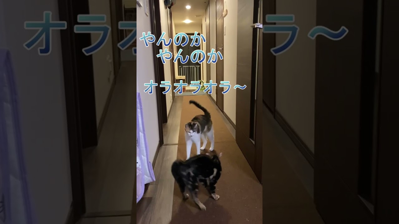 ベンガル小僧のやんのかステップ #shorts #ねこ #cat #子猫 #三毛猫 #保護猫 #猫のいる暮らし #ベンガル #やんのかステップ
