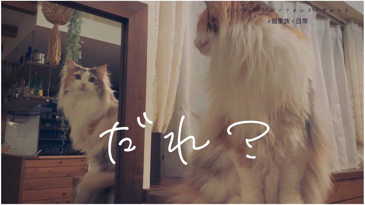 鏡の中を不思議そうに覗くノルウェージャンフォレストキャット