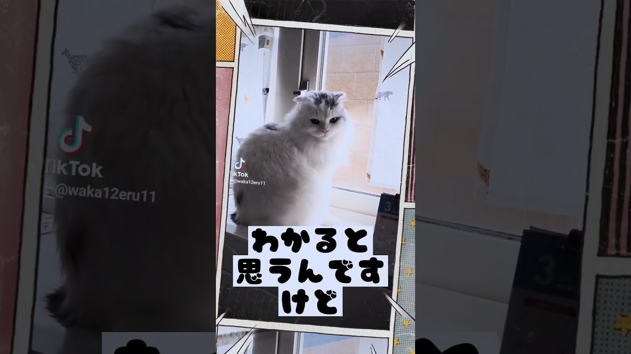 ちょっとね…😸#shorts #スコティッシュフォールド #猫